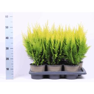 Chamaecyparis lawsoniana 'Ivonne'.