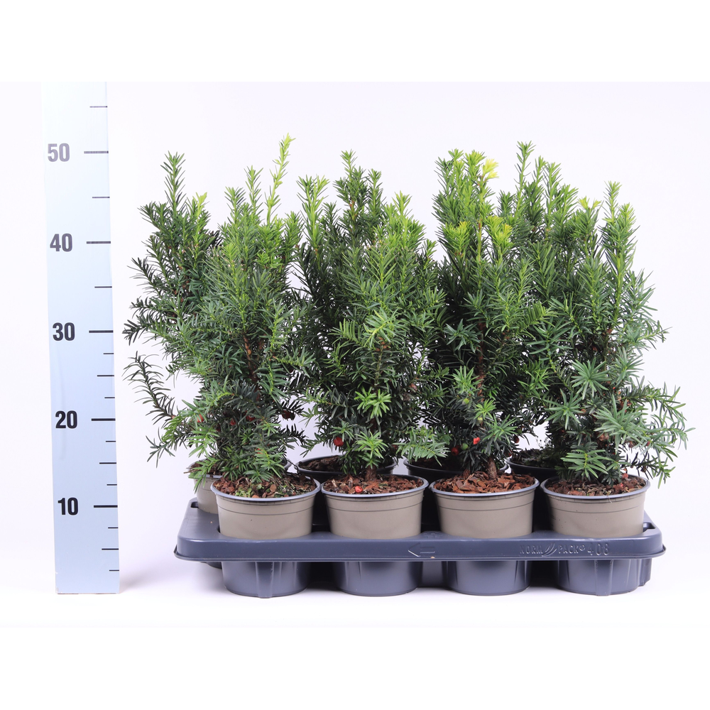 Taxus media 'Hicksii'.
