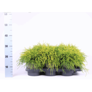 Chamaecyparis pisifera 'Sungold'.