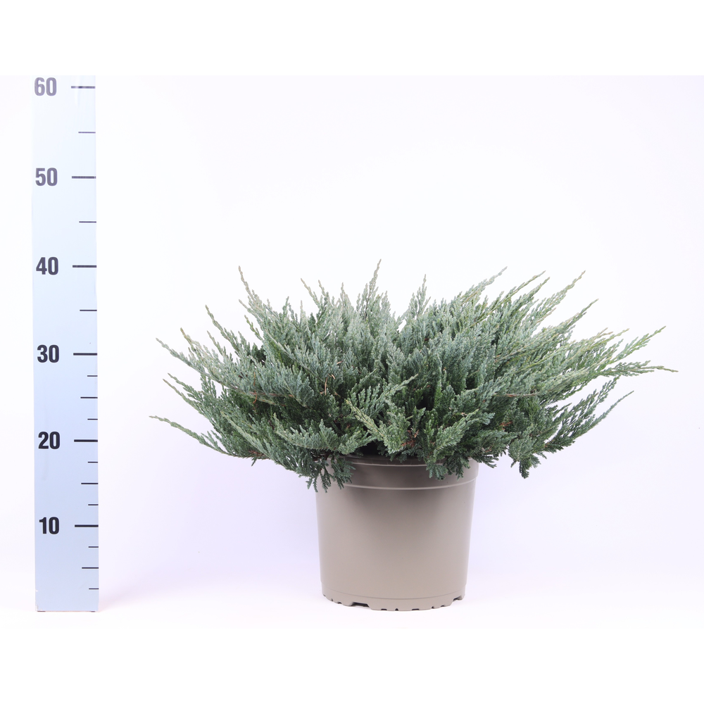 Juniperus horizontalis 'Blue Chip'.