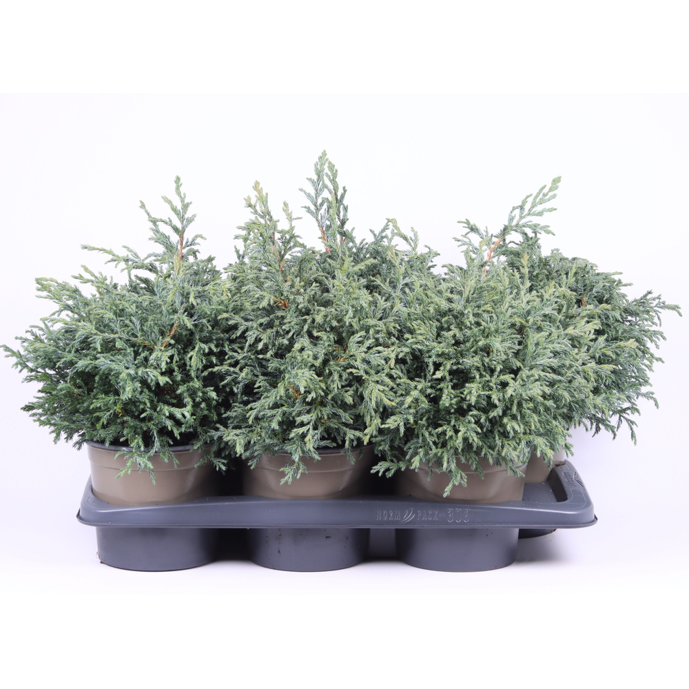 Chamaecyparis pisifera 'Baby Blue'.