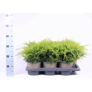 Juniperus x pfitzeriana 'Gold Coast'.