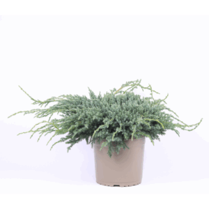 Juniperus squamata 'Blue Carpet'.