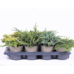 Platgroeiende mix P-13.