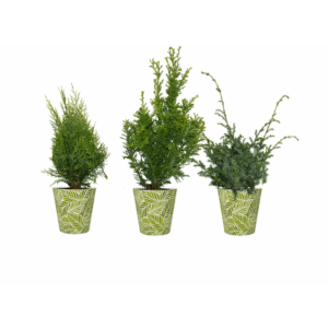 Conifers P-13 in smartcup SPRING.