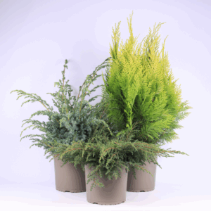 Coniferen overig gemengd.