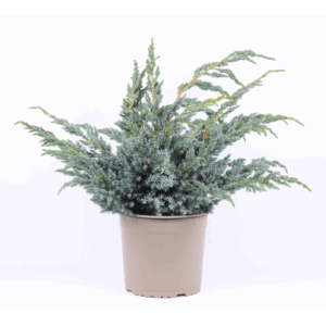 Juniperus squamata 'Meyeri'.