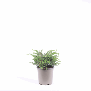 Juniperus communis 'Repanda'.