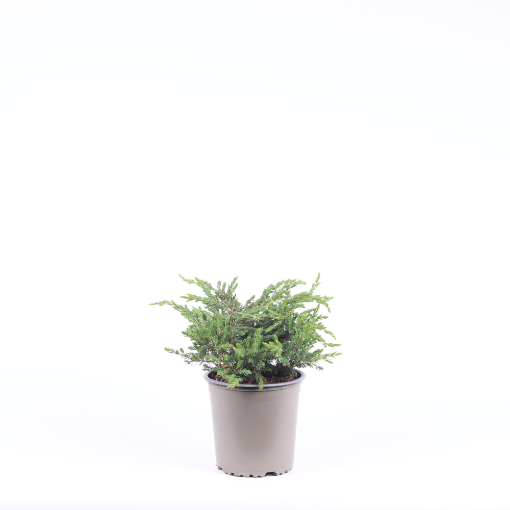 Juniperus communis 'Repanda'.