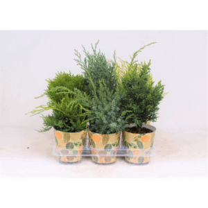 Conifers P-13 in smartcup AUTUMN.