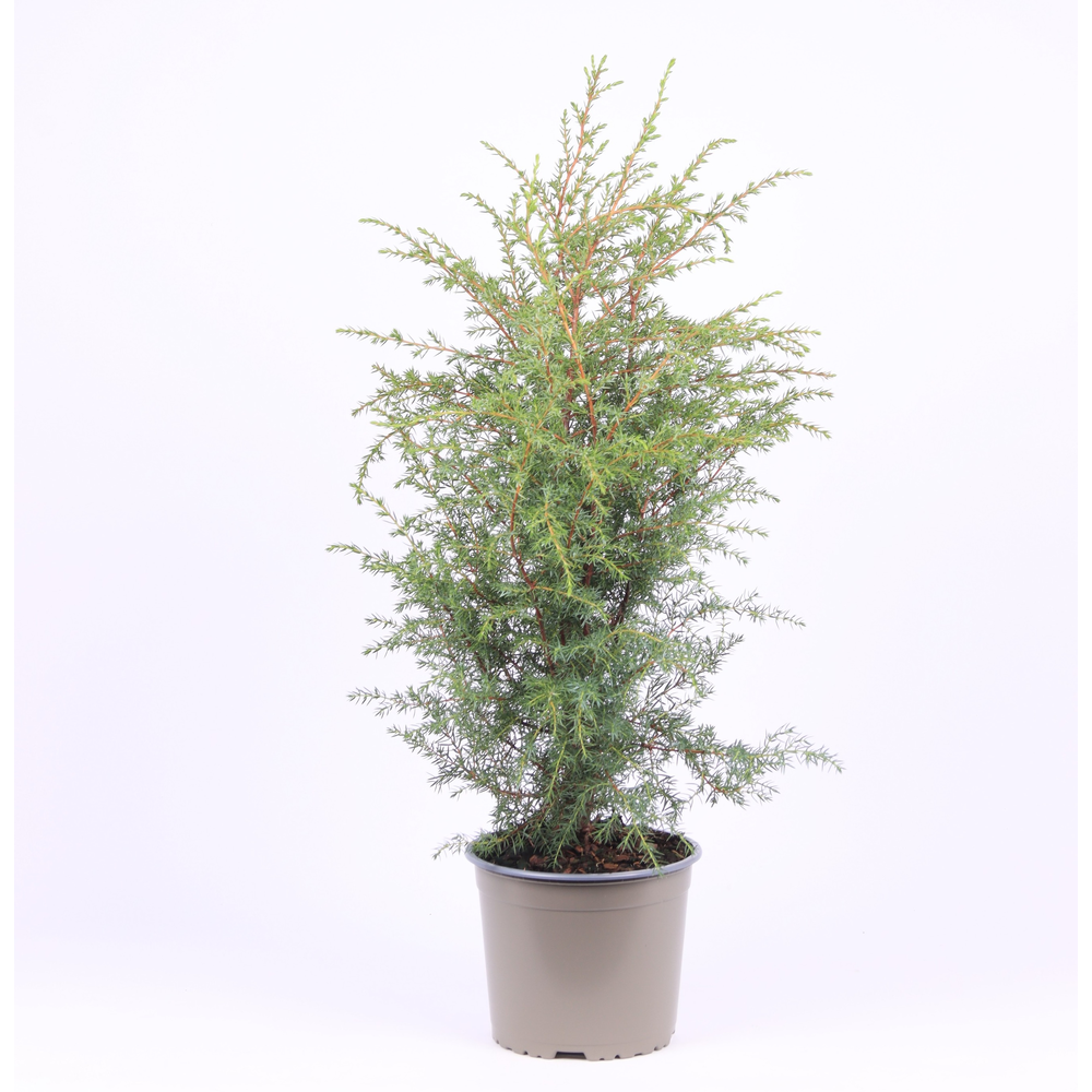 Juniperus communis 'Hibernica'.