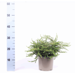 Juniperus communis 'Repanda'.