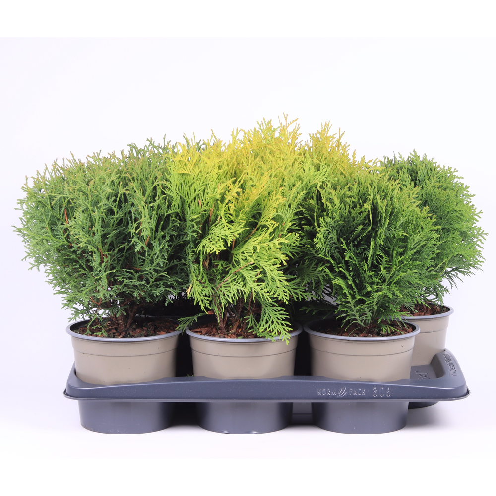 Thuja gemengde bak.