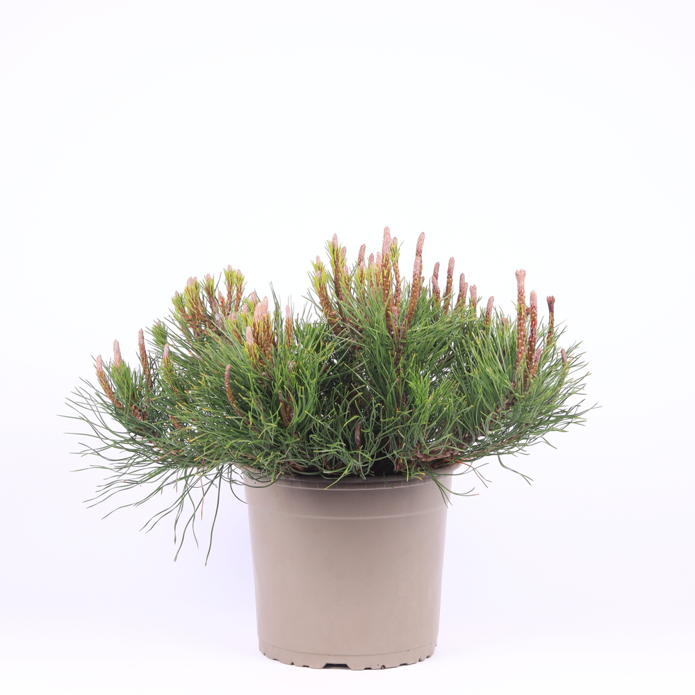 Pinus mugo 'Mughus'.