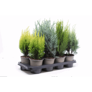 Coniferen opgaande mix P-13.