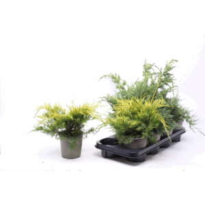 Juniperus gemengde bak.
