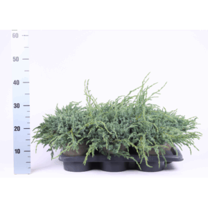 Juniperus squamata 'Blue Carpet'.