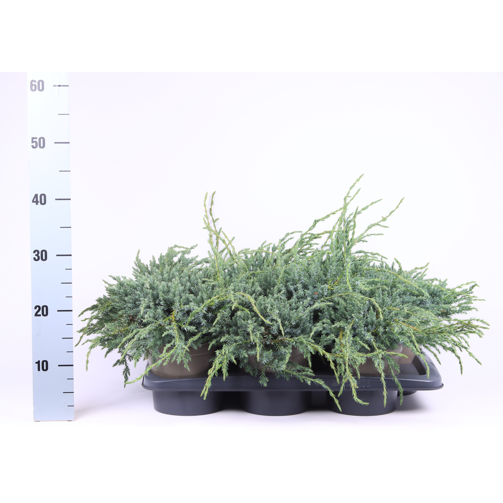 Juniperus squamata 'Blue Carpet'.