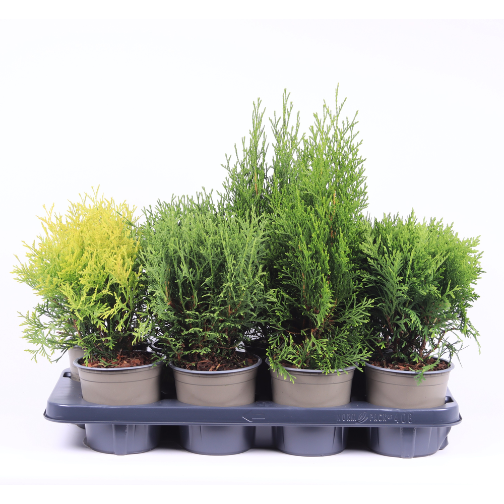 Thuja gemengde bak.