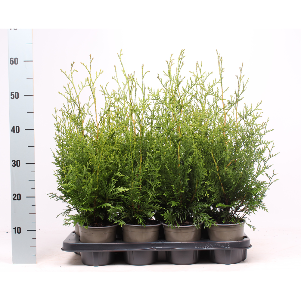 Thuja occidentalis 'Brabant'.