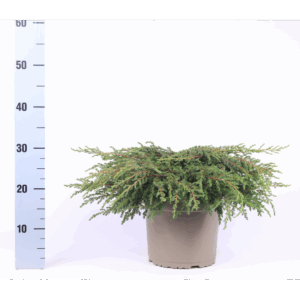 Juniperus communis 'Repanda'.