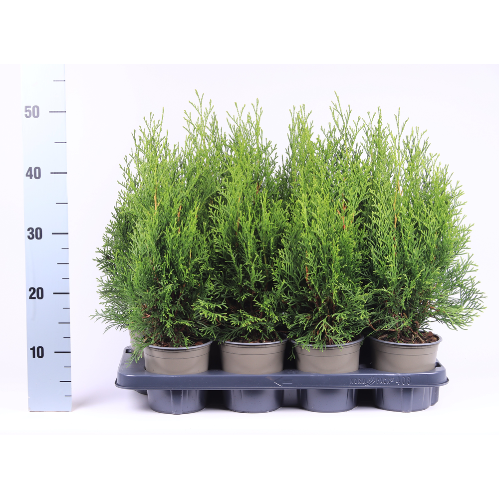 Thuja occidentalis 'Smaragd'.