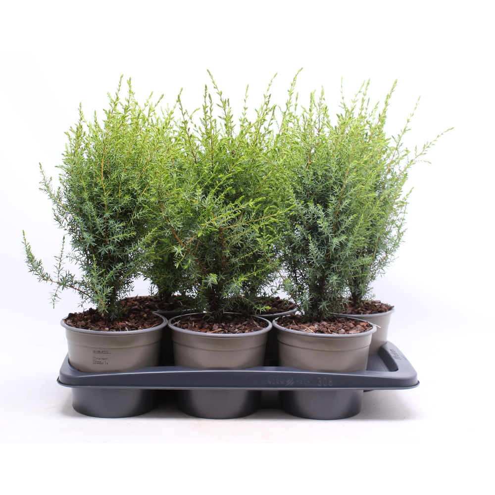 Juniperus communis 'Arnold'.