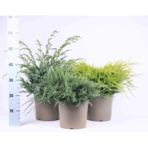 Juniperus gemengde bak.