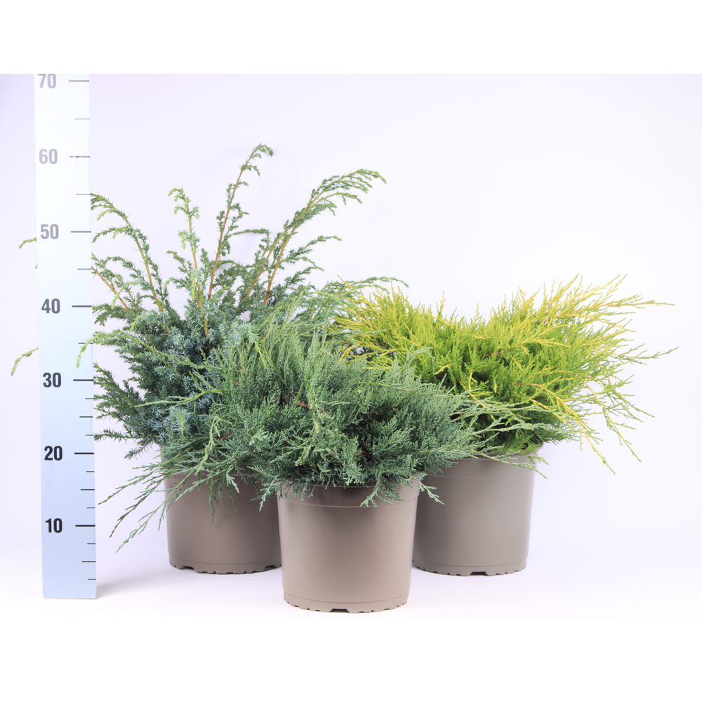 Juniperus gemengde bak.