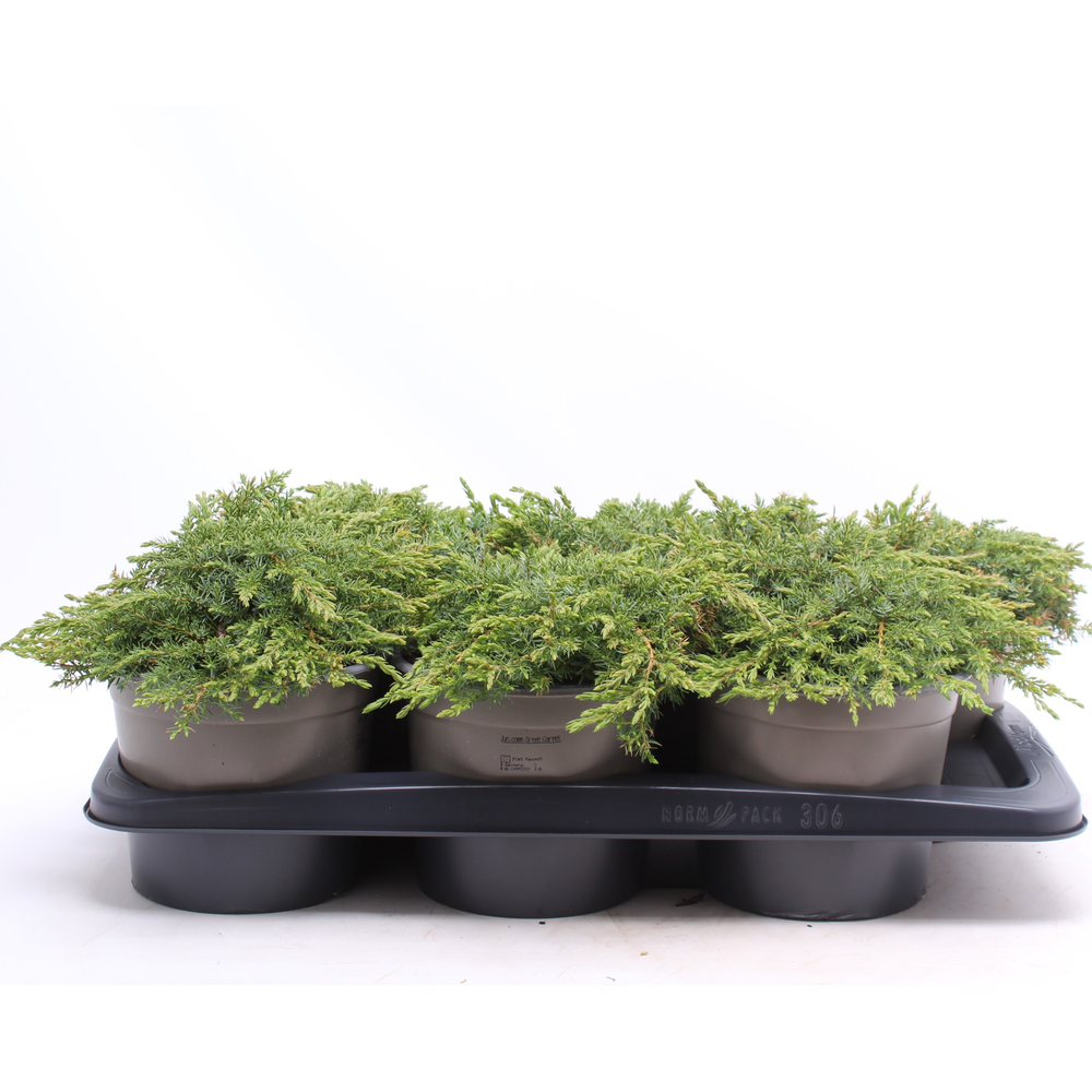Juniperus communis 'Green Carpet'.