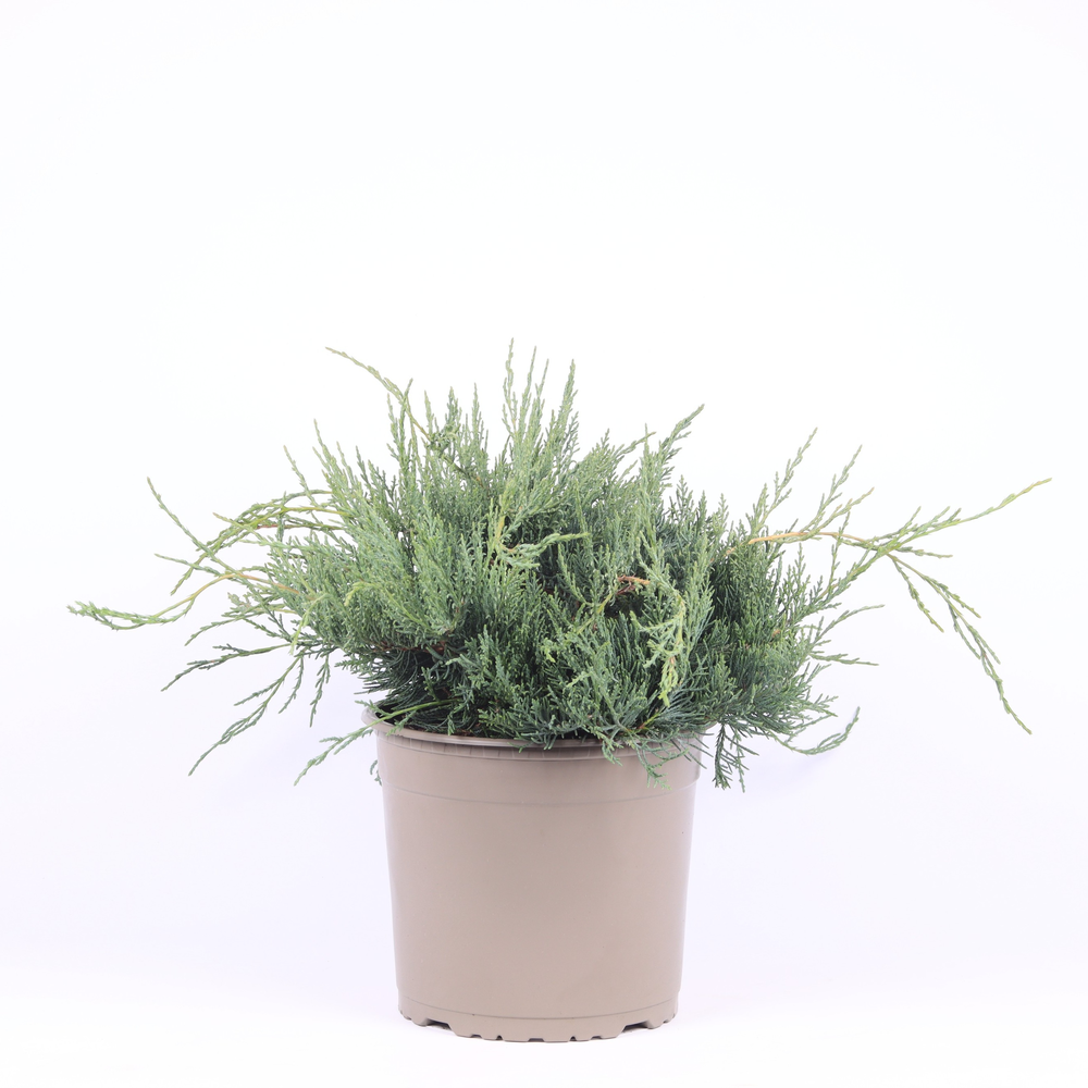 Juniperus virginiana 'Grey Owl'.