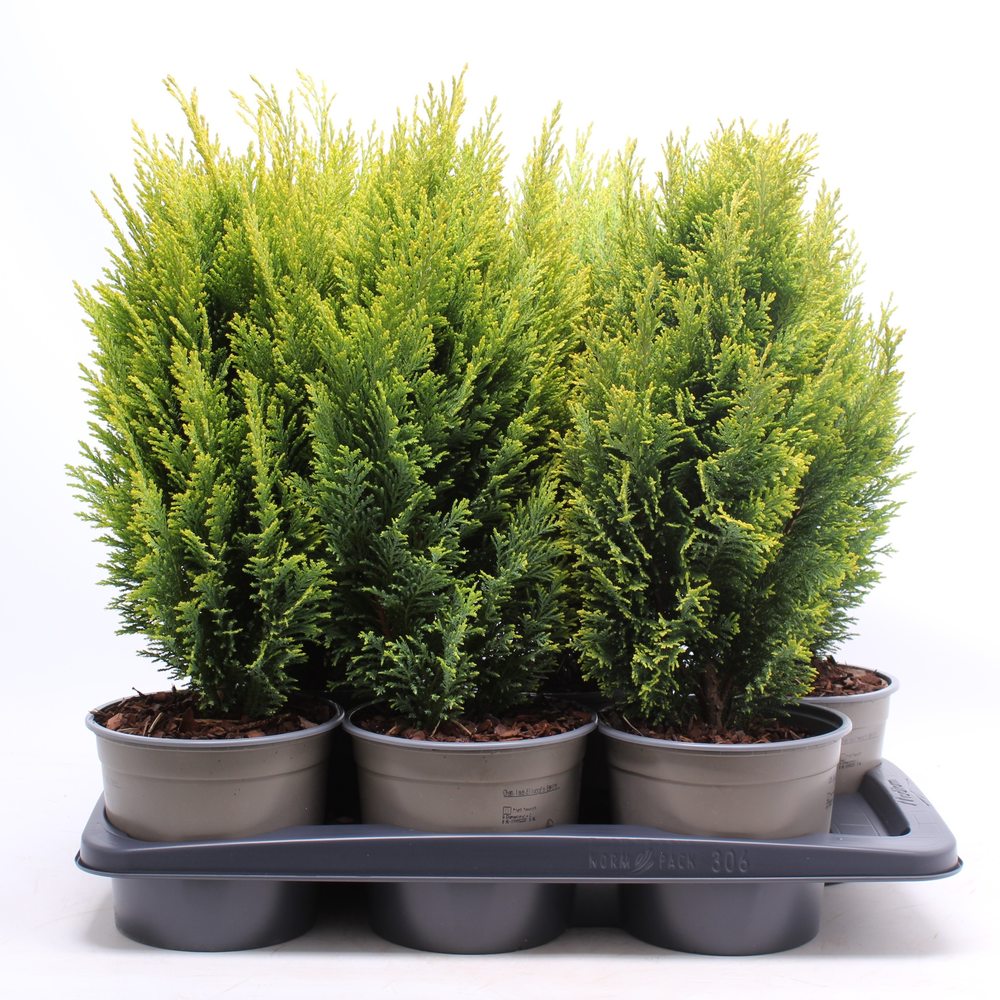 Chamaecyparis lawsoniana 'Ellwood's Empire'.