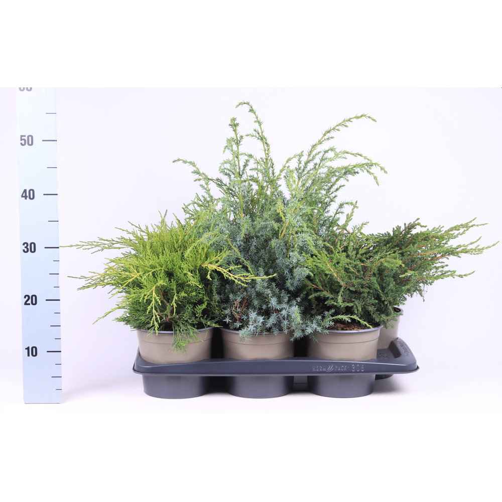 Juniperus gemengde bak.