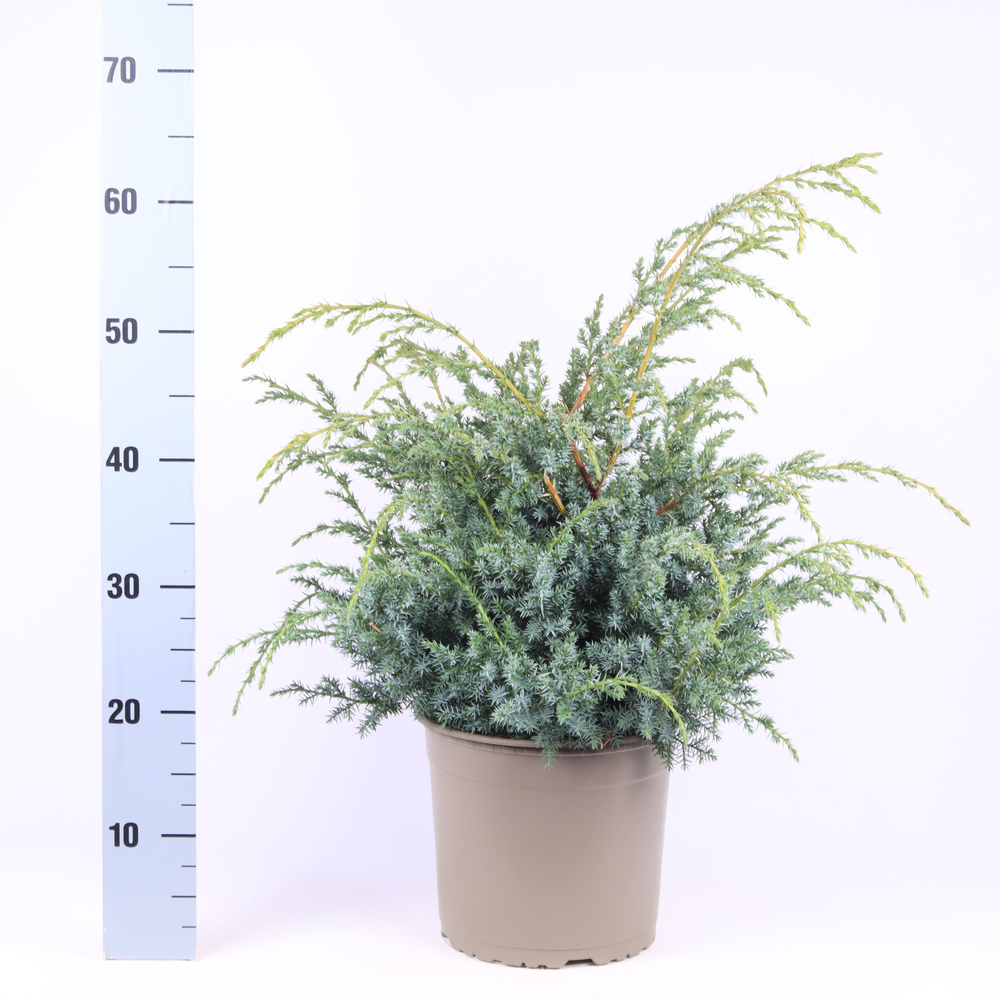 Juniperus chinensis 'Blue Alps'.