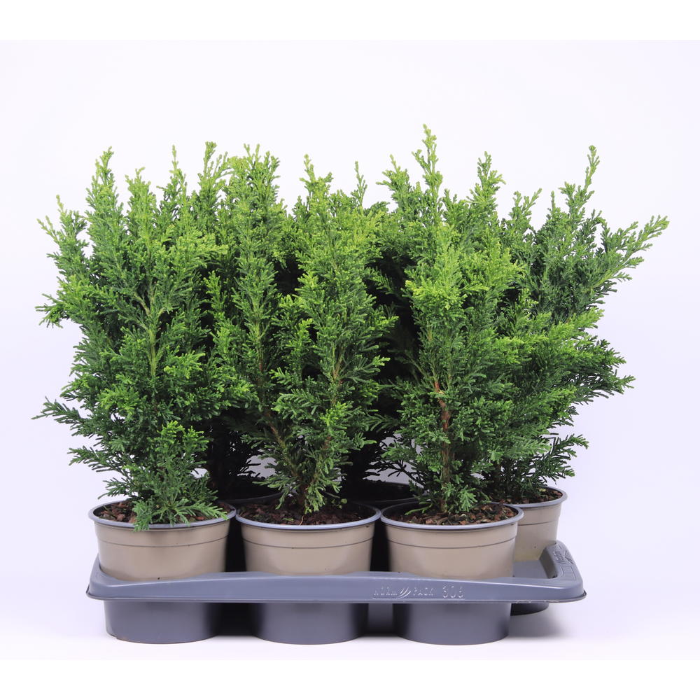 Chamaecyparis obtusa 'Draht'.