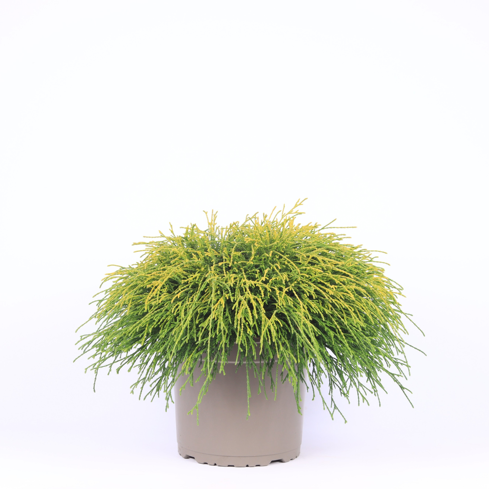 Chamaecyparis pisifera 'Sungold'.