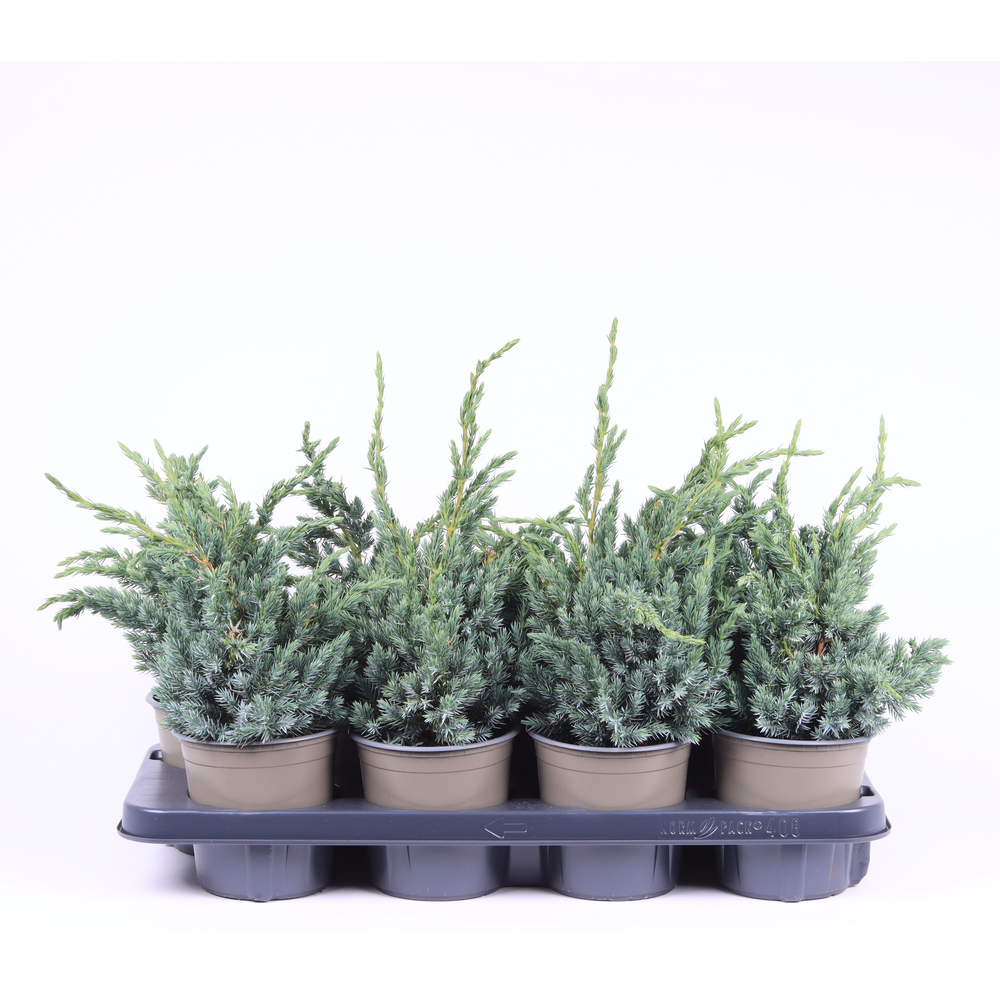 Juniperus squamata 'Meyeri'.