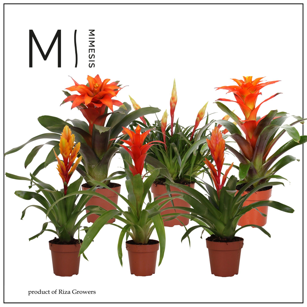 Mimesis Bromelia Orange Family - 12 cm.