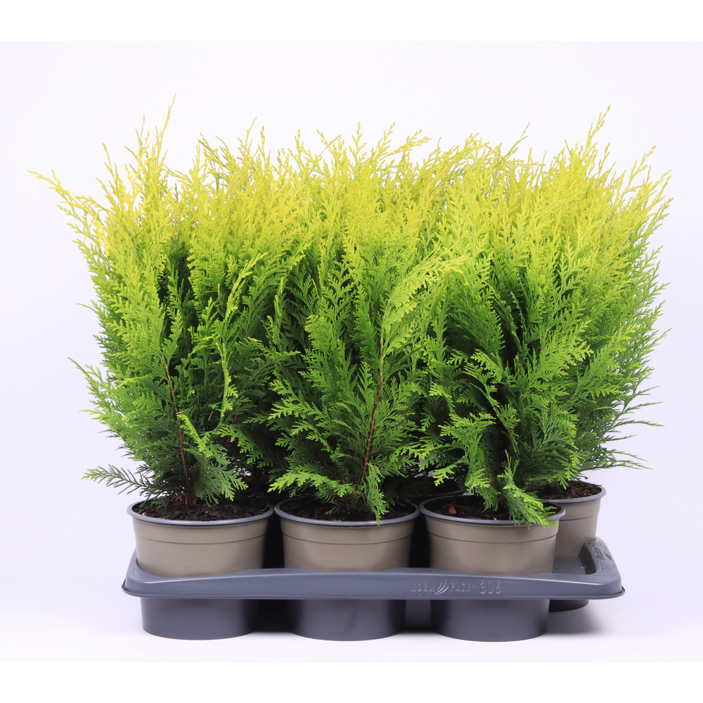 Chamaecyparis lawsoniana 'Stardust'.