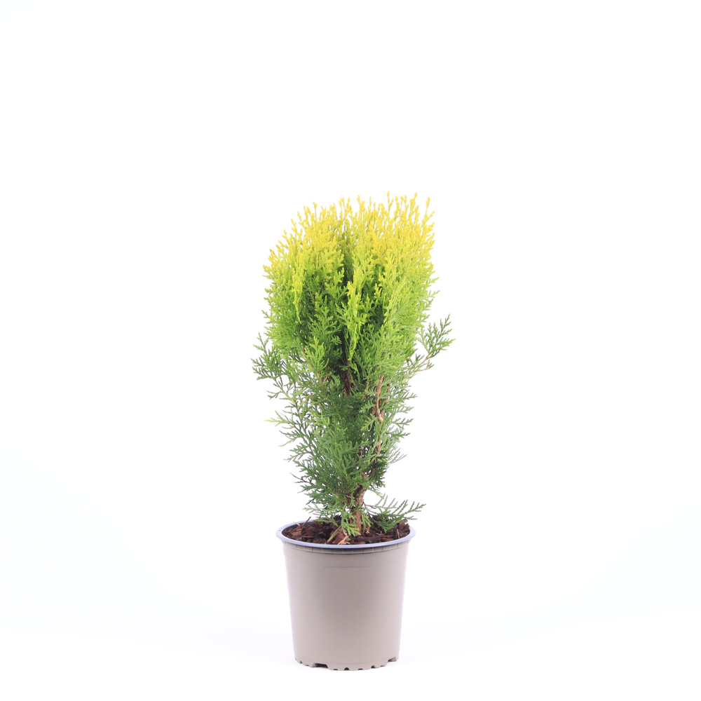 Platycladus orientalis 'Aurea Nana'.
