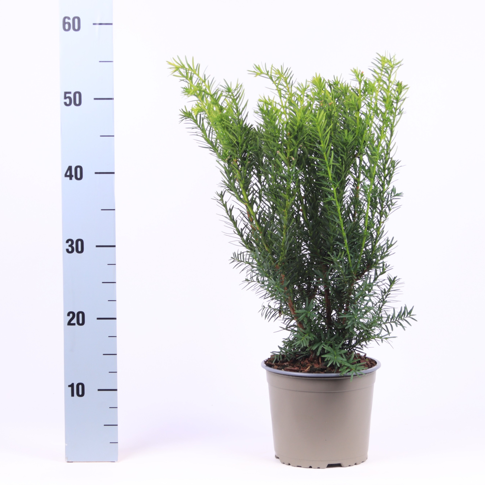 Taxus media 'Densiformis'.