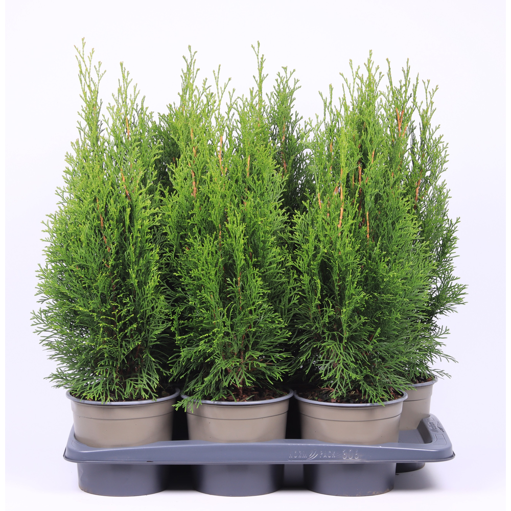 Thuja occidentalis 'Smaragd'.