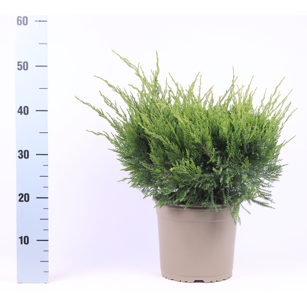 Juniperus x pfitzeriana 'Mint Julep'.
