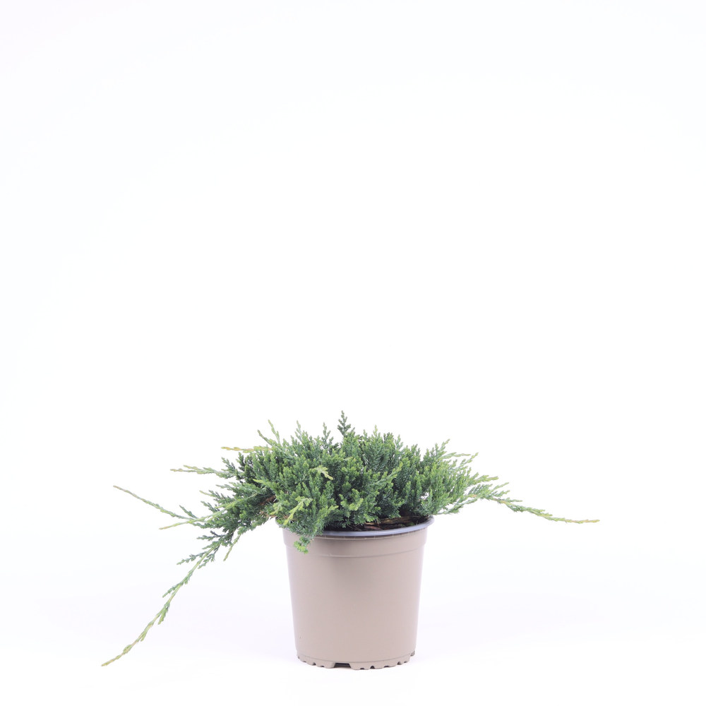 Juniperus horizontalis 'Wiltonii'.