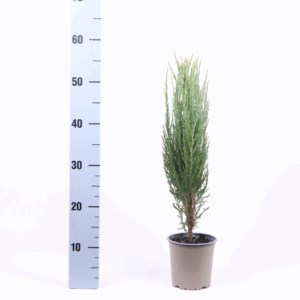 Juniperus scopulorum 'Blue Arrow'.