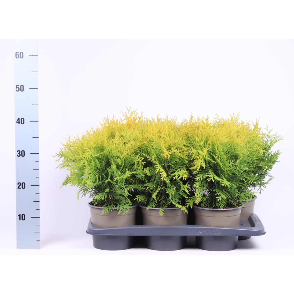 Thuja occidentalis 'Golden Globe'.