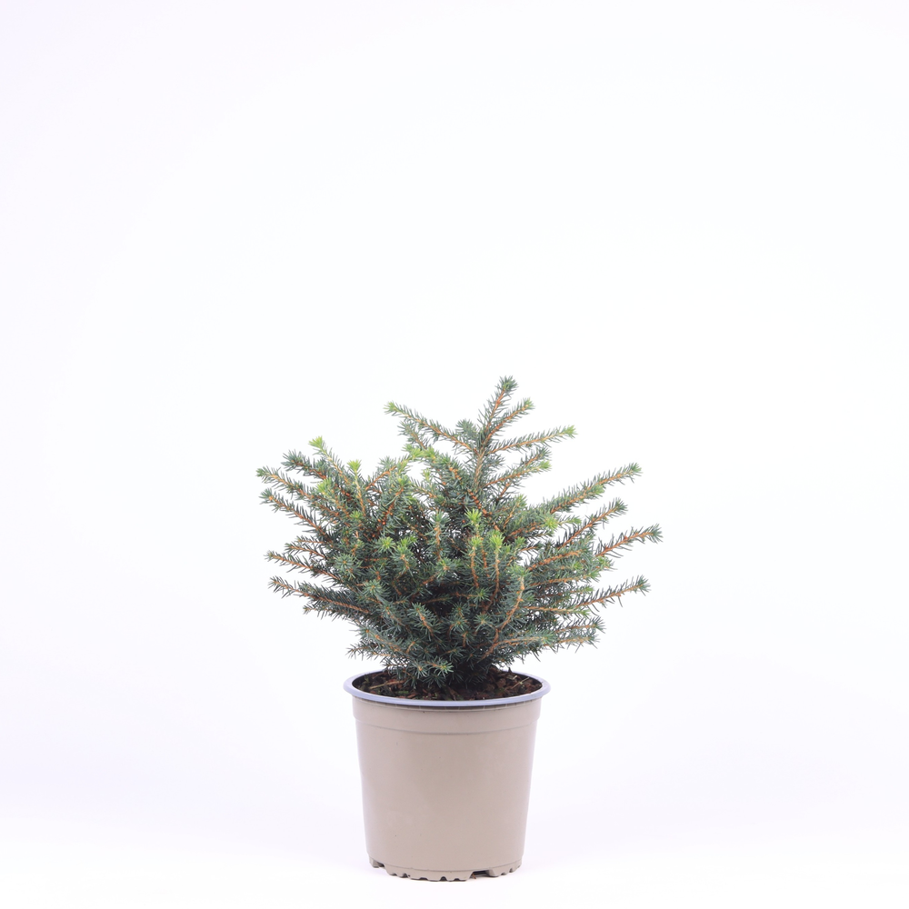 Picea omorika 'Karel'.