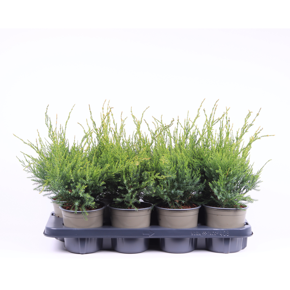 Juniperus x pfitzeriana 'Mint Julep'.