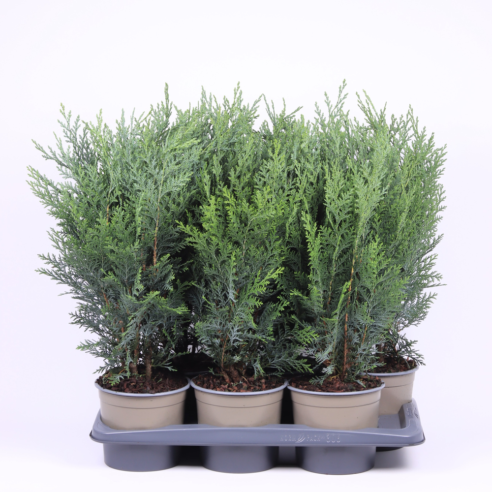 Chamaecyparis lawsoniana 'Pelt's Blue'.