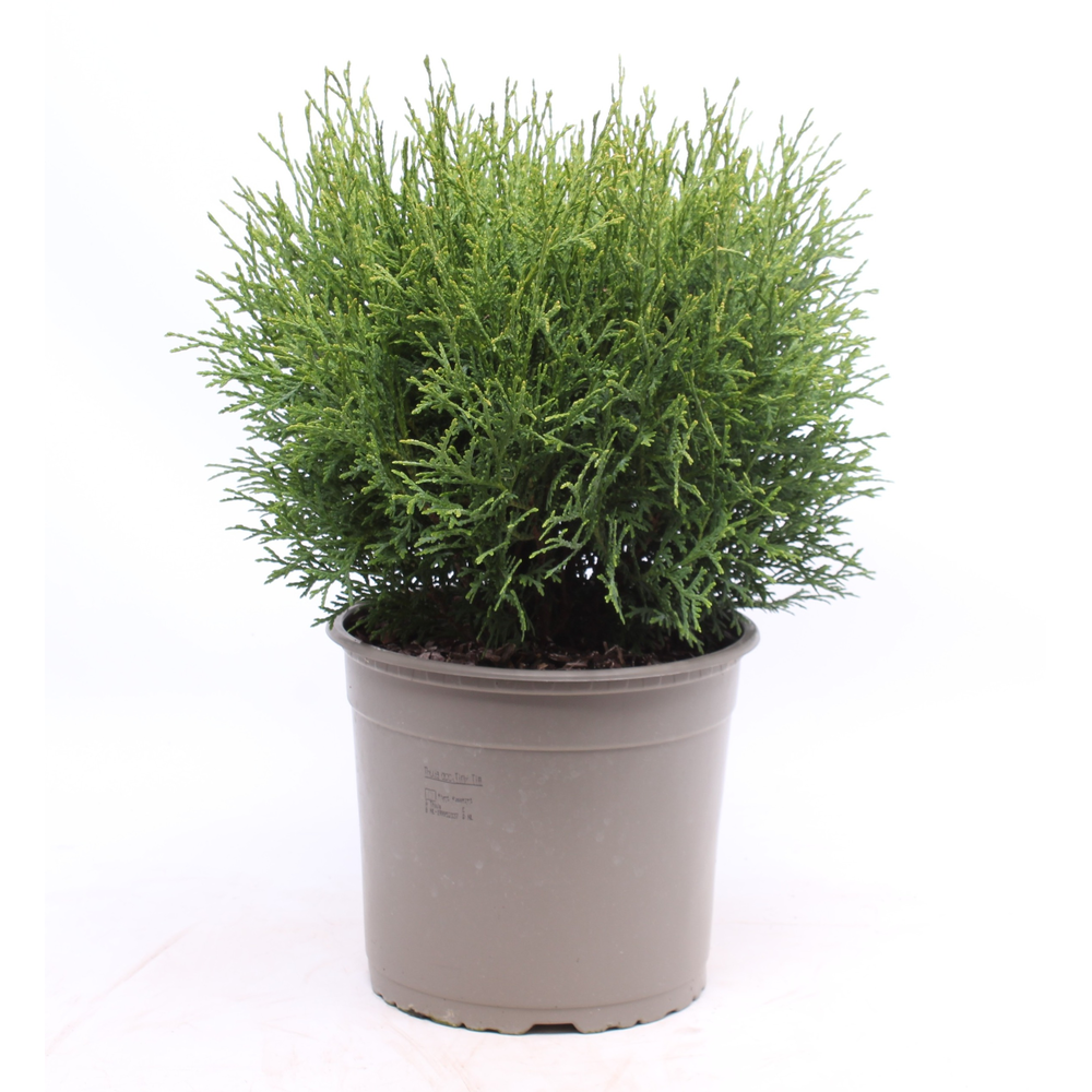 Thuja occidentalis 'Tiny Tim'.